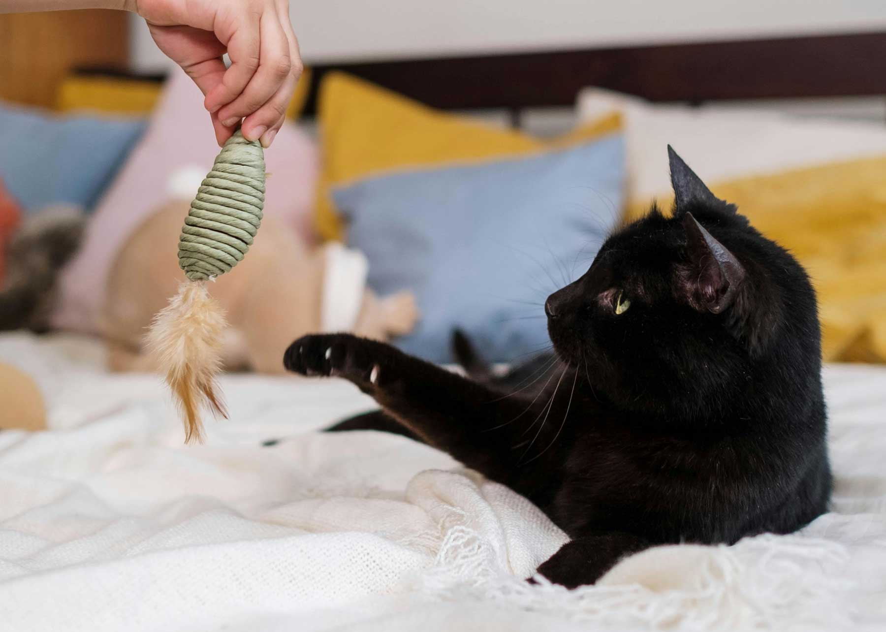 Nurturing Togetherness with Your Pets in Apartments